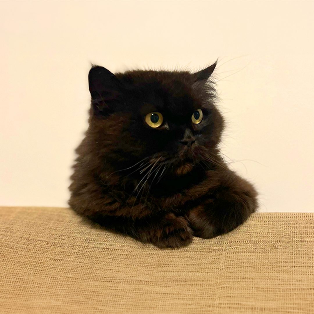 Minou